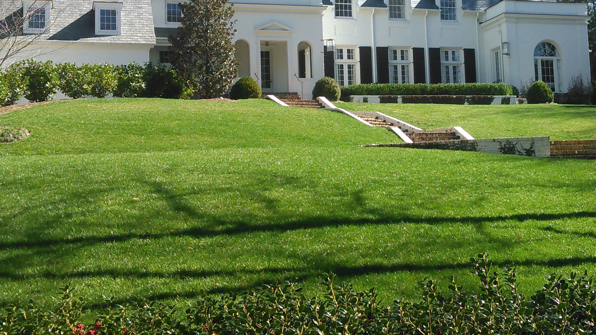 This green healthy lawn was aerated and over seeded during the spring time.