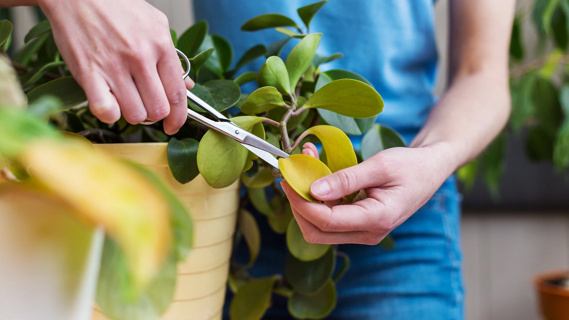 Keep Your Plants Healthy & Looking Their Best by Trimming & Pruning Them