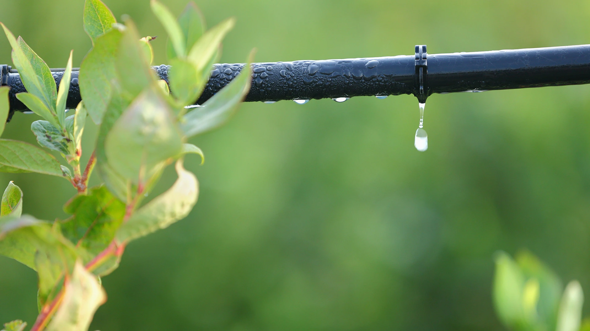 What to Look for When Hiring an Irrigation Installation Company