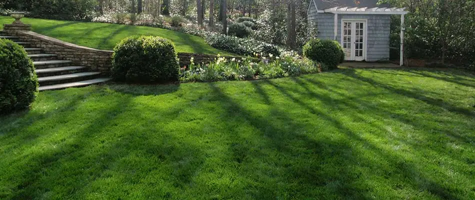 Fescue lawn grass benefiting from overseeding treatments near Atlanta, GA.