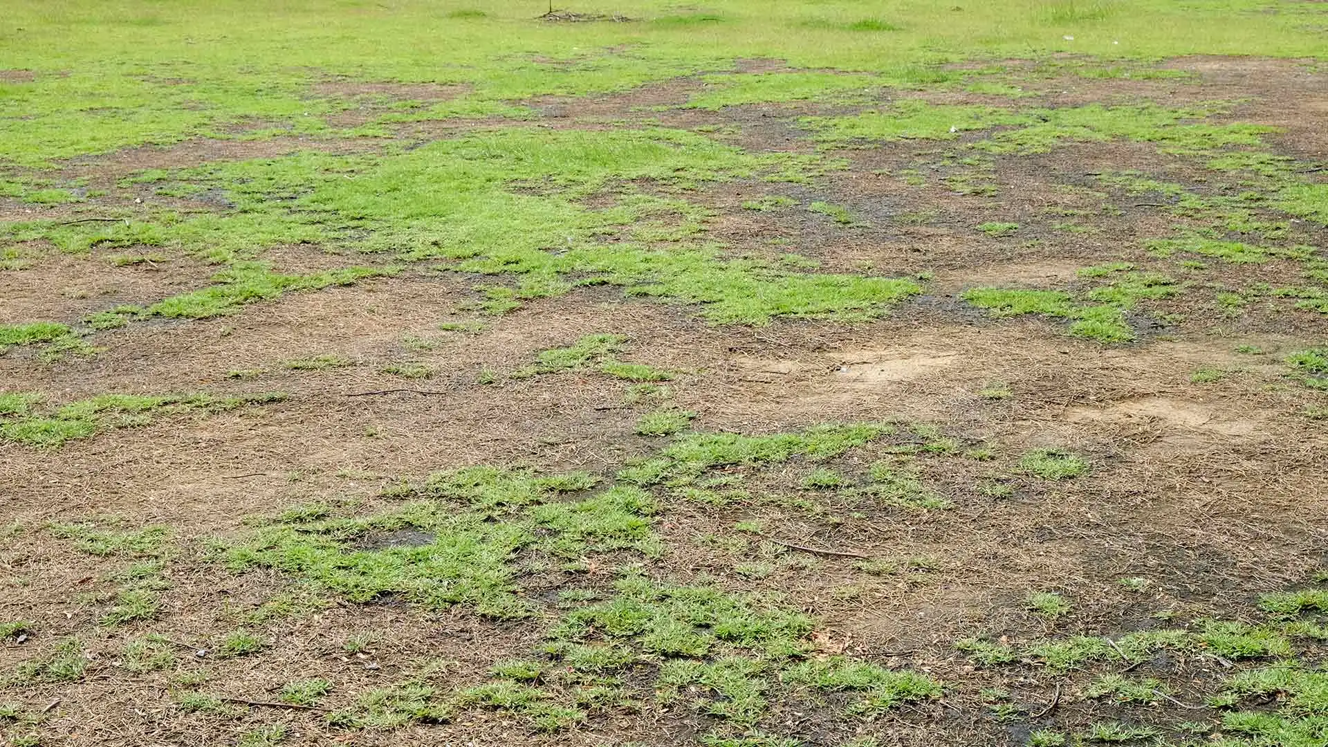 Can You Repair Your Brown Grass or Should You Replace It?