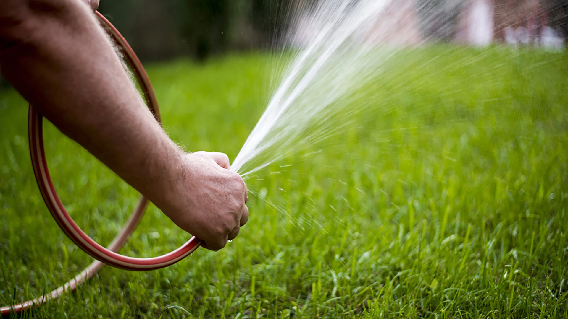 The Ideal Watering Schedule for Newly Installed Sod