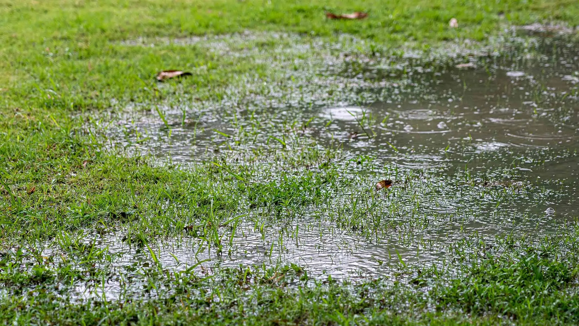 Puddles in Your Yard - What to Do & Who to Contact