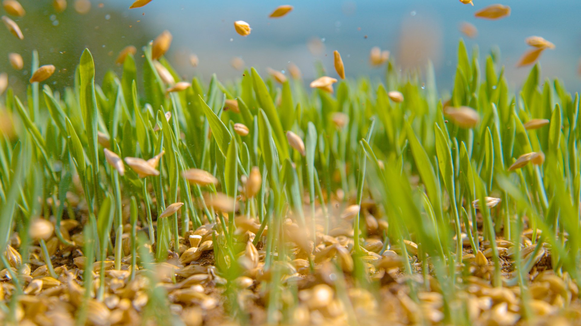 What Is Overseeding & When Should It Be Done? Bloom’n Gardens Landscape