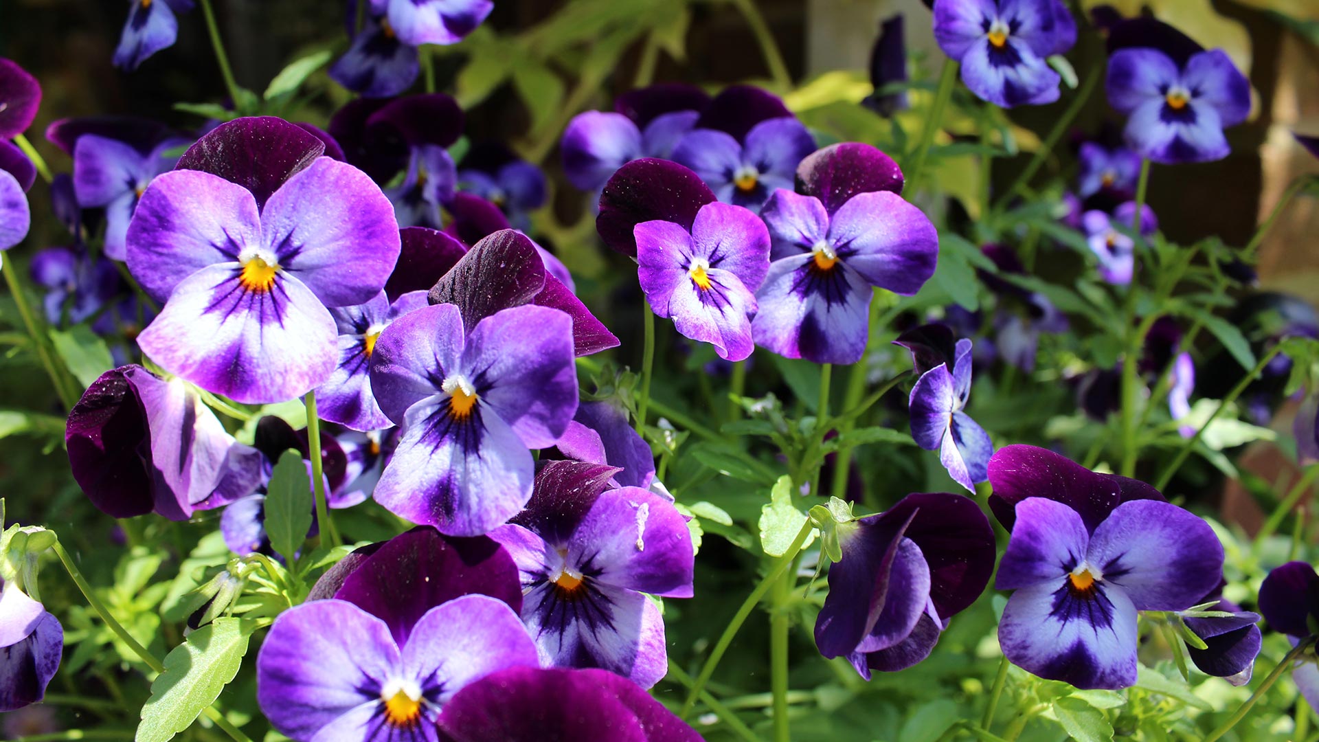 4 Beautiful Plants to Add to Your Landscape Beds This Fall