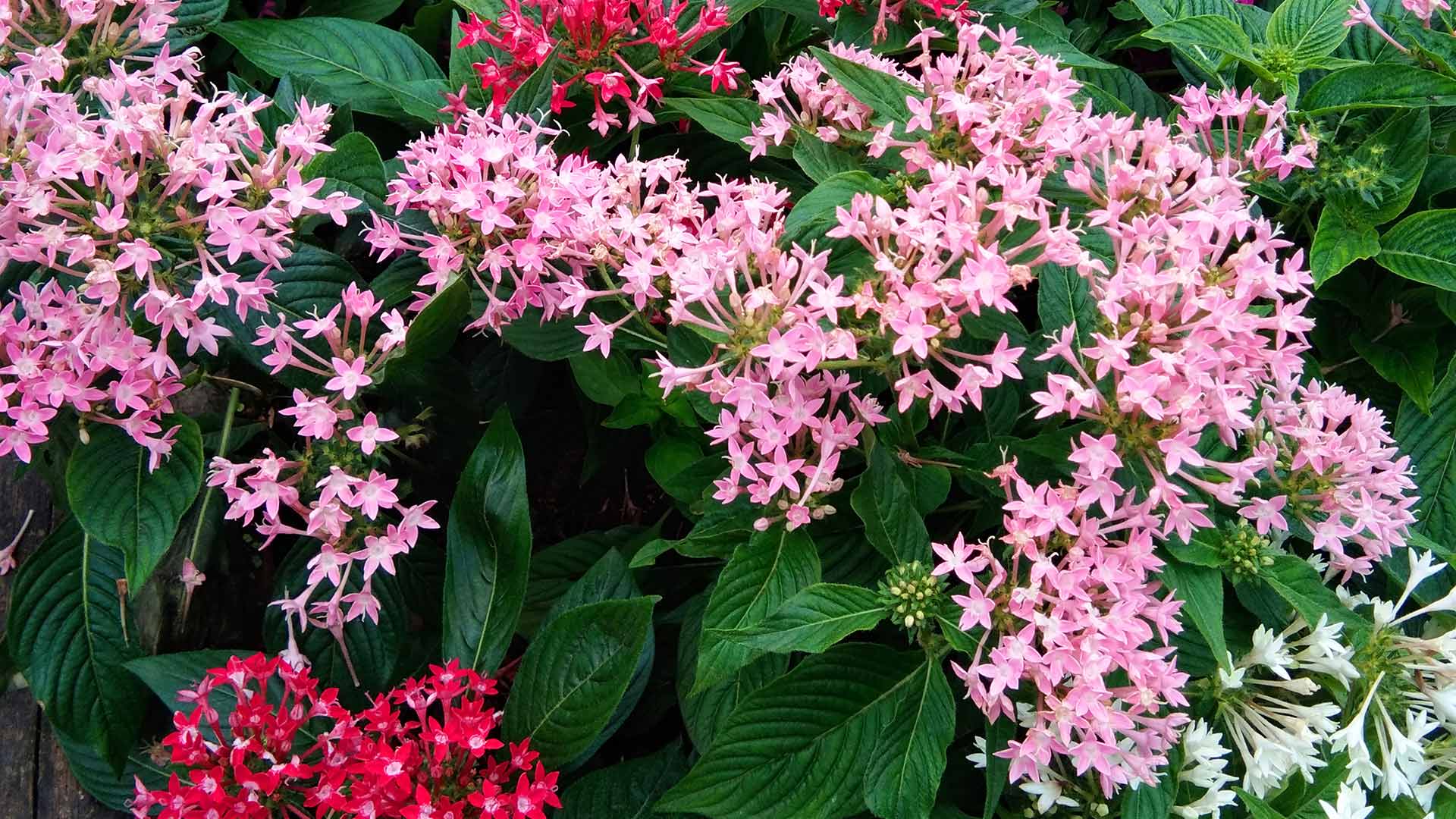What’s the Difference Between Annual & Perennial Plants?