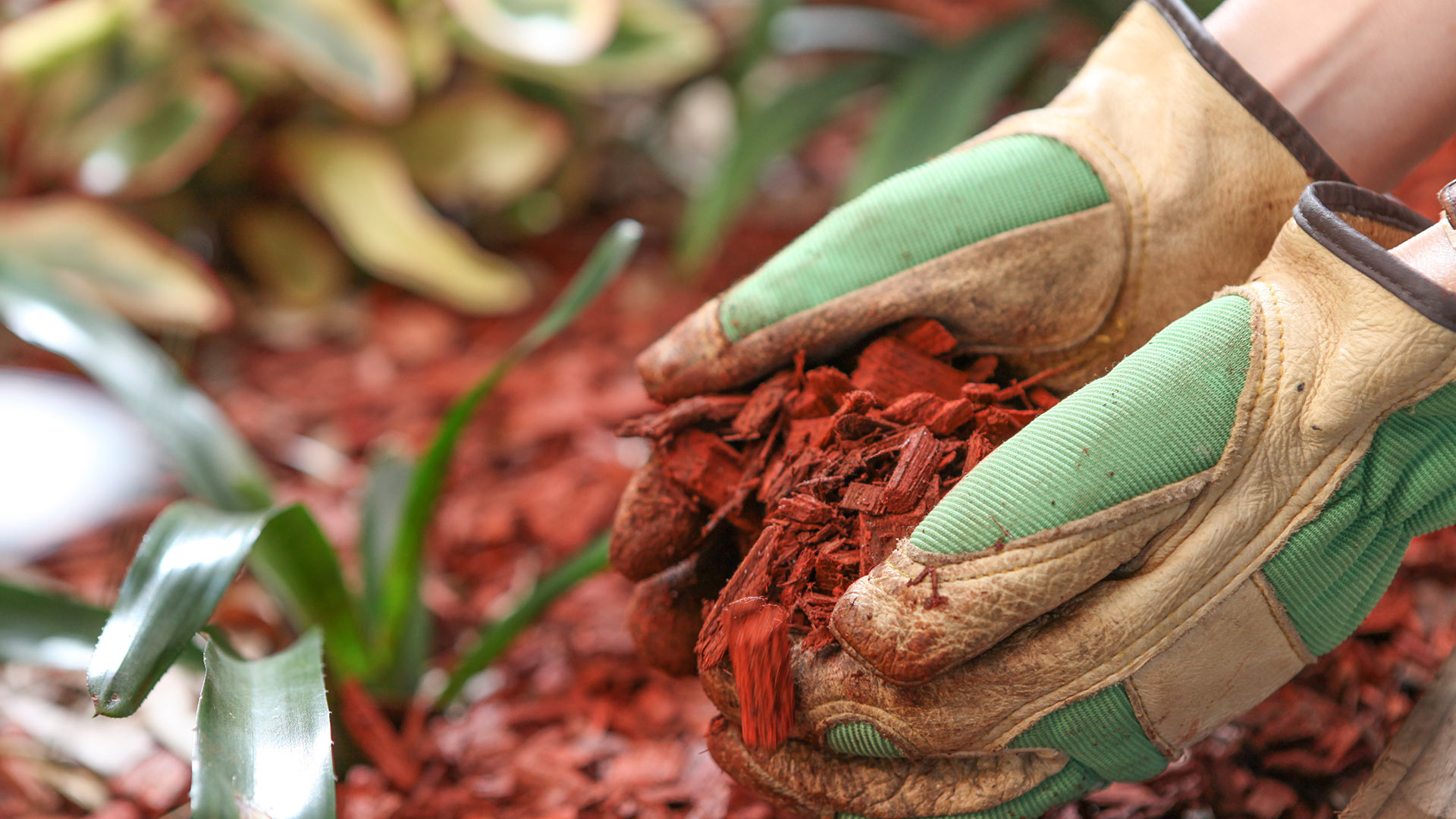 Don’t Let Winter Arrive without Protecting Your Gardens with Mulch