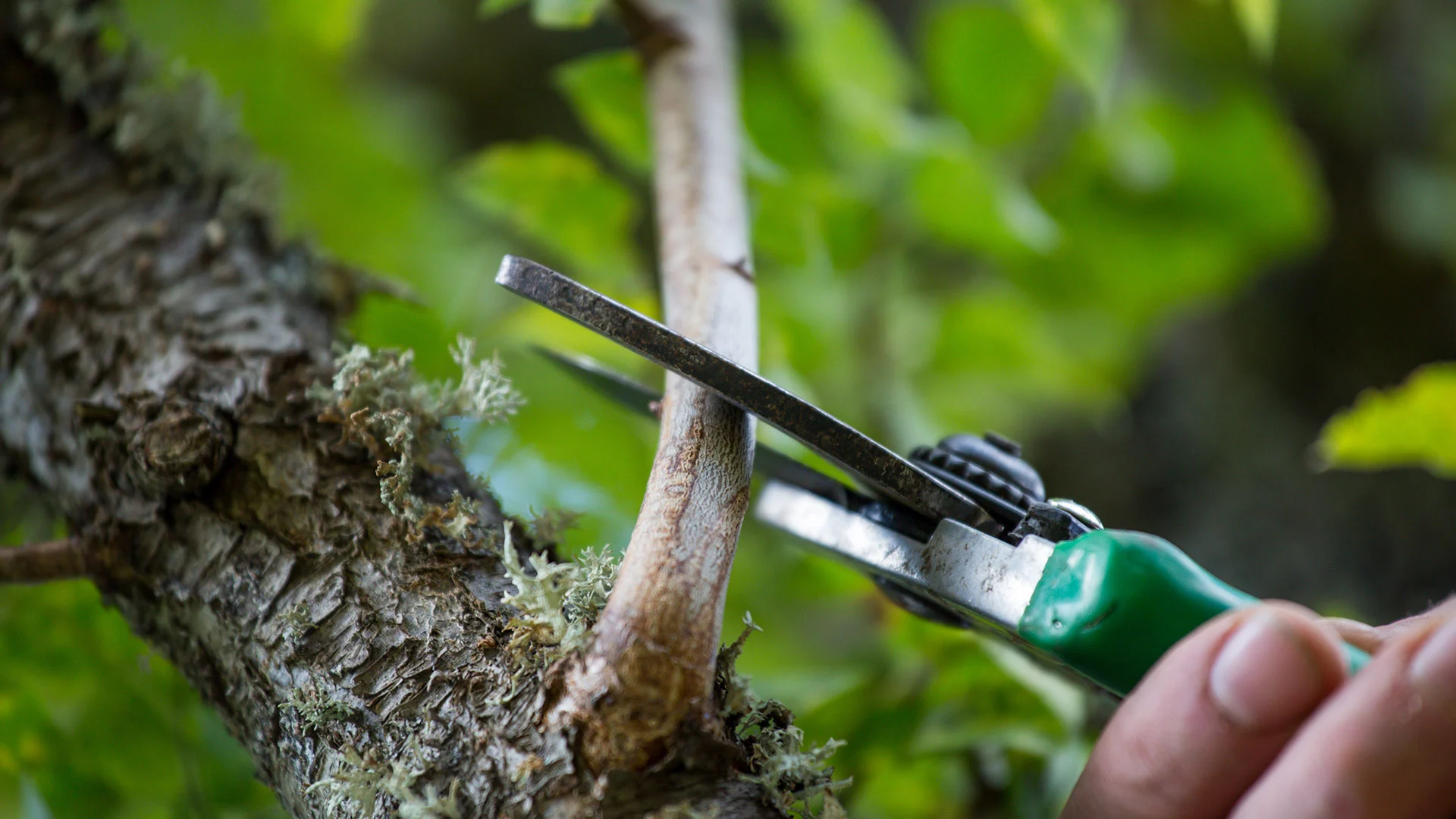Thinking About Pruning Your Plants This Fall? Think Again!