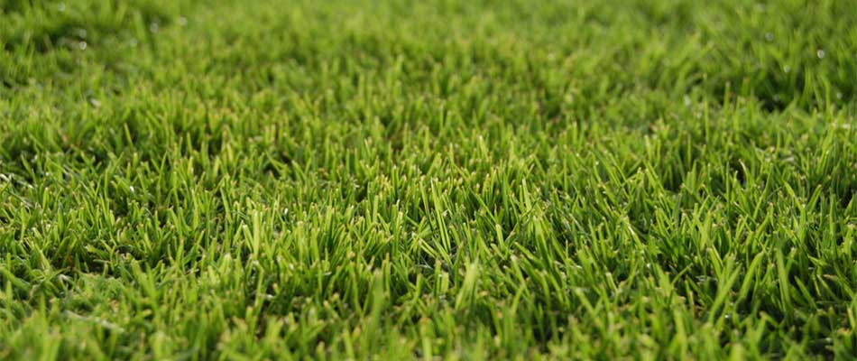 Bermuda grass on a Atlanta, GA lawn.