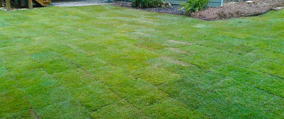 Comparing Sod In Georgia Zoysia Vs Bermuda Vs Fescue Bloom N Gardens Landscape Blog