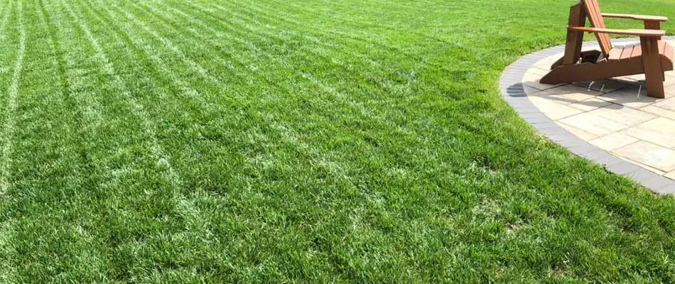 Healthy lawn in Buckhead, GA with fescue grass.