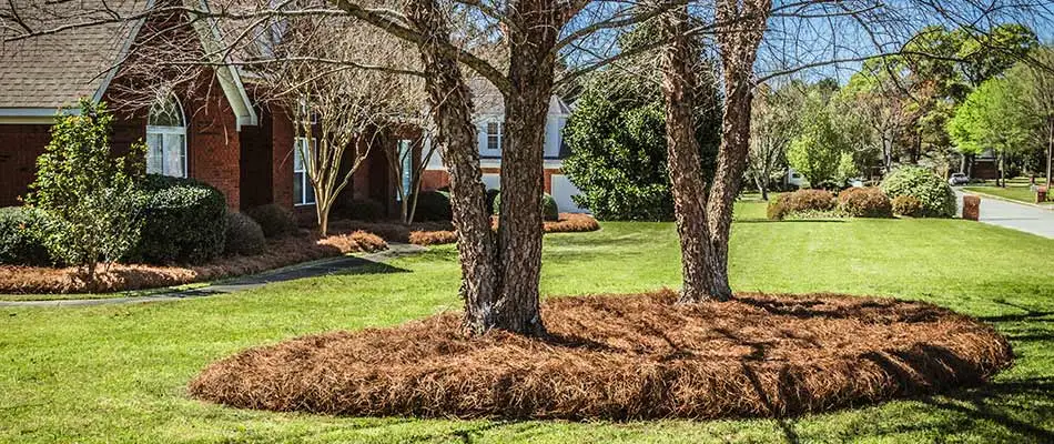 Landscape bed with pine straw mulch in Smyrna, GA.