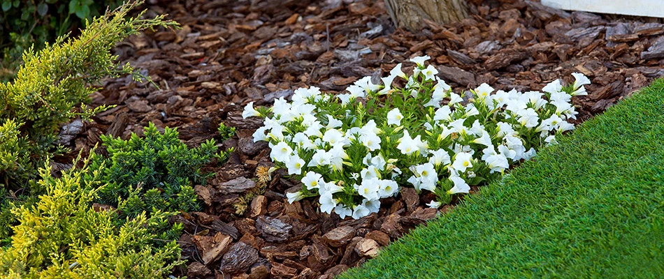 A landscape bed with white flowers topped with mulch on a property in Atlanta, GA.