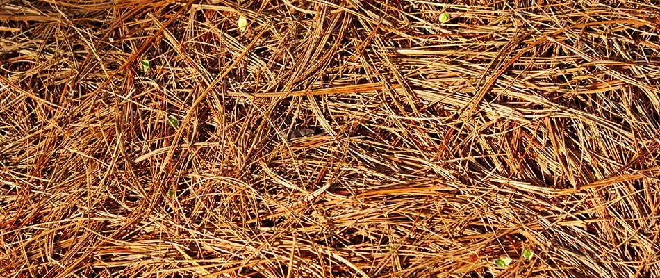 What's The Best Month to Install Mulch or Pine Straw in Atlanta?