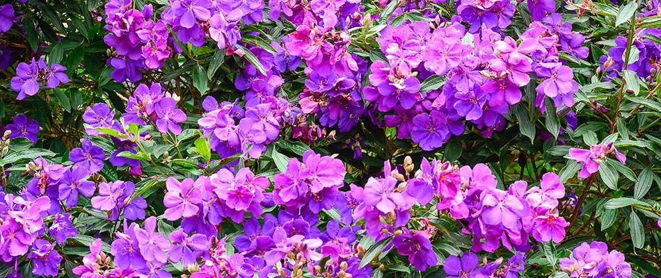 Princess flowers (Tibouchina Urvilleana) in purple near Buckhead, GA.