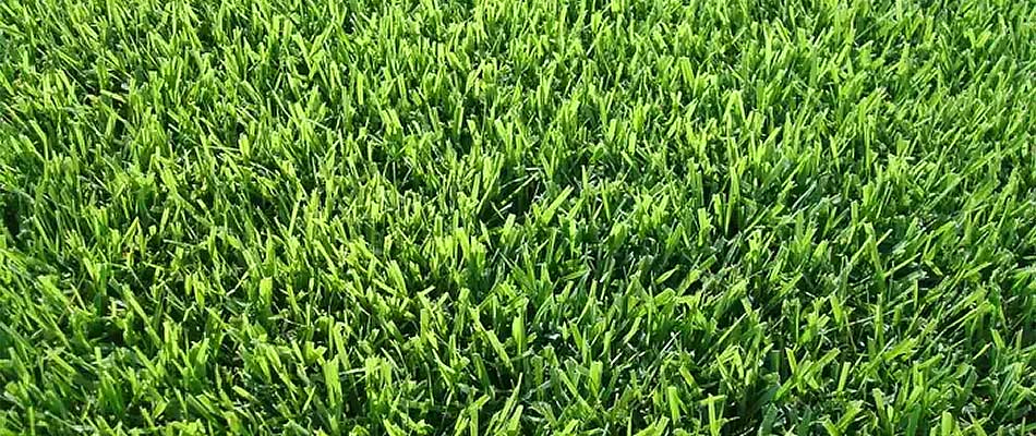 Close up photo of healthy zoysia grass near Smyrna, GA.
