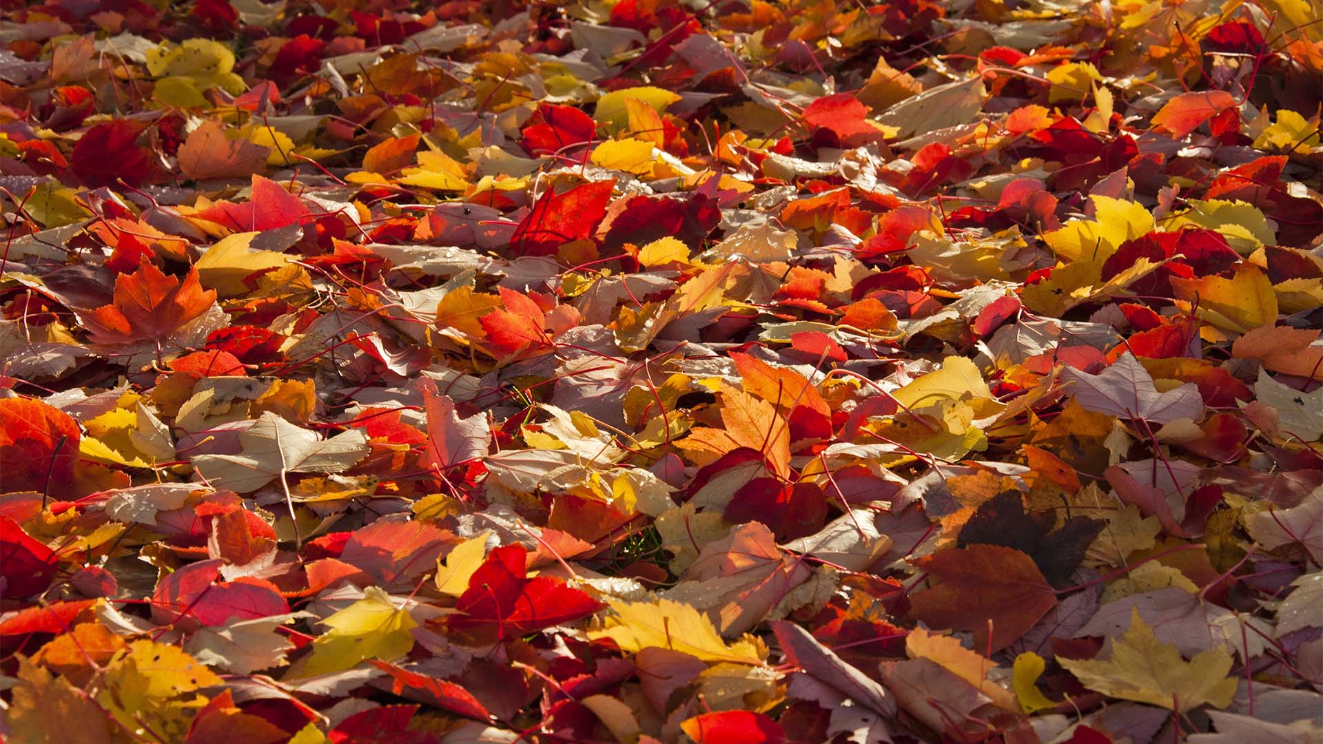 Picture of fall leaves accumulated on the ground Atlanta, Georgia