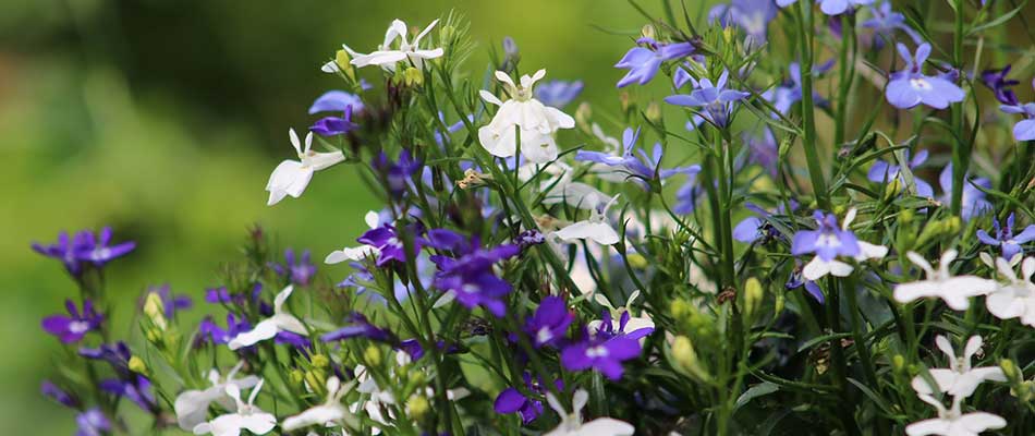 Blue and white lobelia flowers near Buckhead, GA.