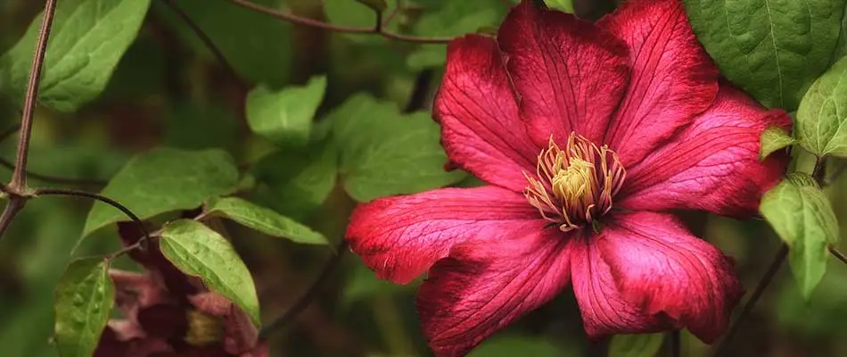 What's Bloom'n in July? Perennials That Perk Up the Summer.