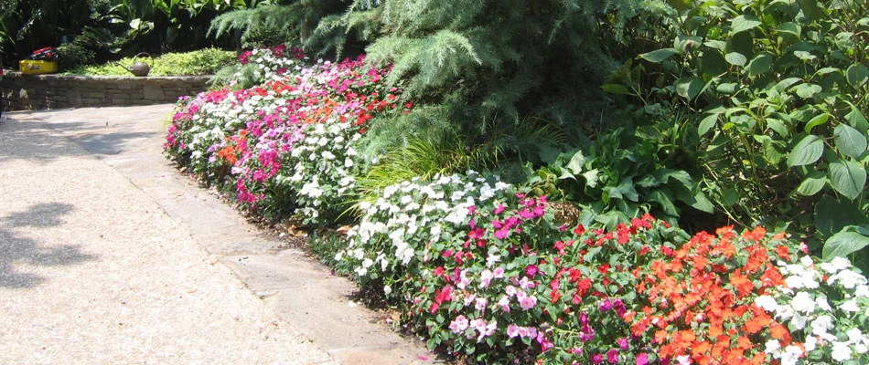 Red, pink, and white flowers that we planted at a residential property.