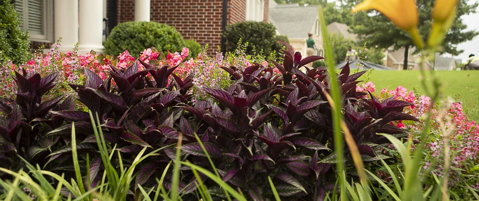 We planted native flowers in this landscaping bed at a home in Vinings, GA.
