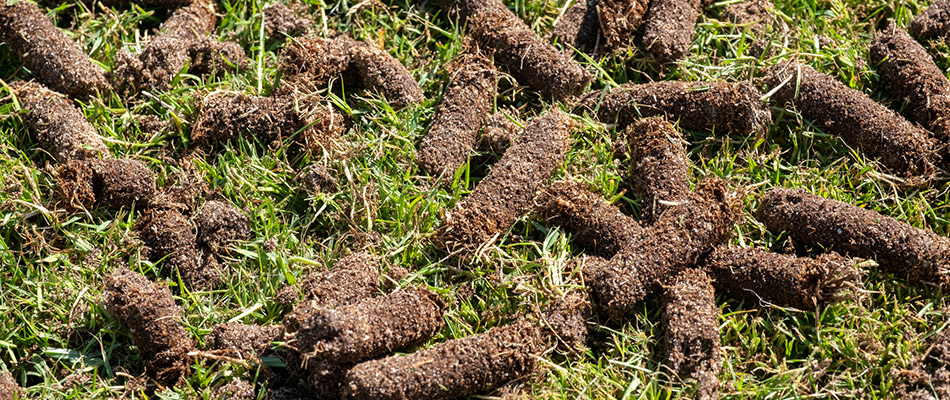 Aerated plugs laying about on a lawn in Mableton, GA.