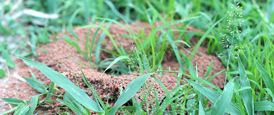 Ants have made themselves an anthill in the grass of a lawn that has been poorly cared for in Atlanta, GA.