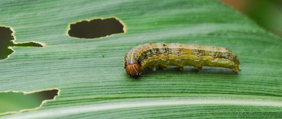 Close up on an armyworm found on a leaf by a home in Smyrna, GA.