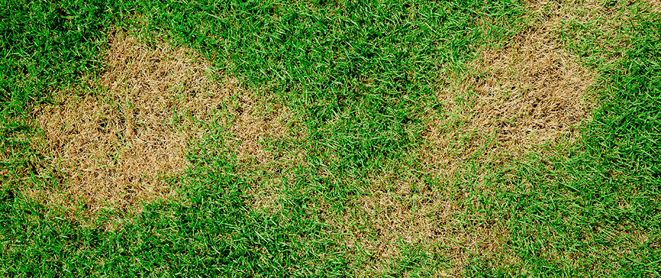 Brown patch lawn disease in need of treatment on a property in Roswell, GA.