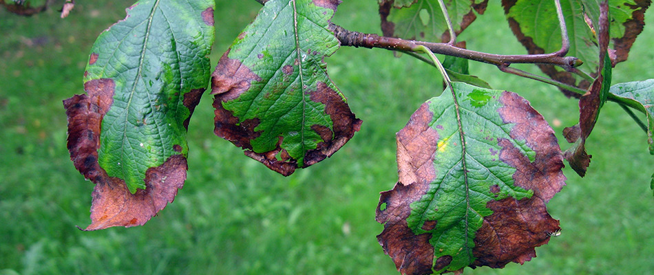 Discoloration of tree leaf in Atlanta, GA.