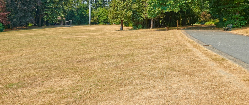 Unhealthy lawn lacking nutrients in Peachtree City, GA.