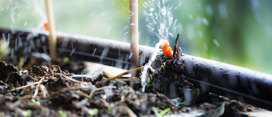 A drip irrigation system bringing water to a landscape bed automatically.