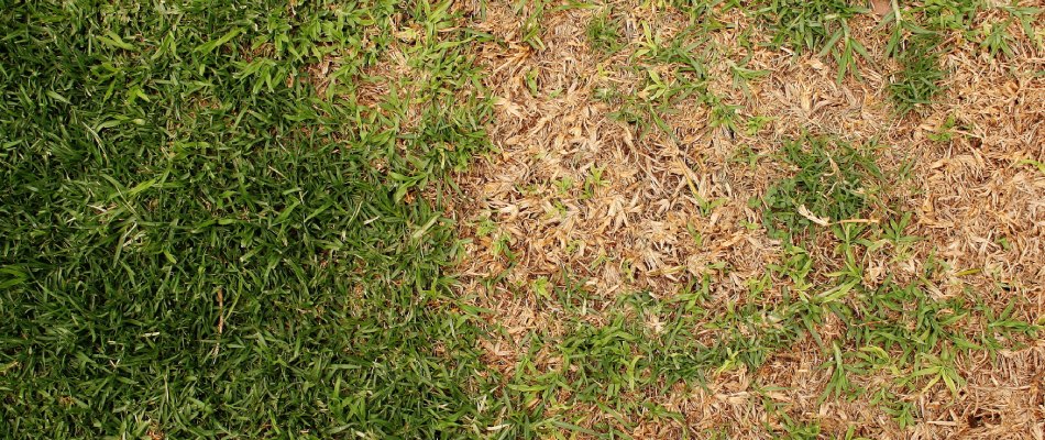 Dry patch of lawn found due to faulty irrigation system in Alpharetta, GA.