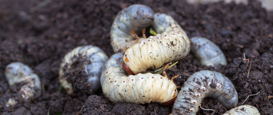 Close up on grubs crawling around in the dirt on a property in Buckhead, GA.
