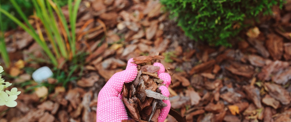 Hardwood chips of mulch covering landscape bed in Peachtree City, GA.