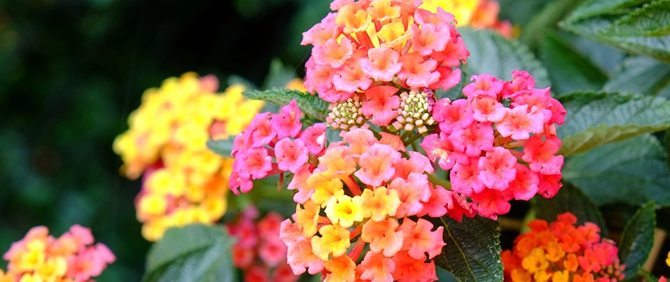 Lantana annual flowers blooming in a landscape bed in Smyrna, GA.