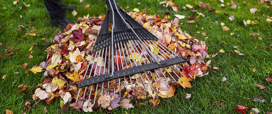 A pile of leaves is being raked up by a proffesional lawn maintenance worker in Atlanta, GA.