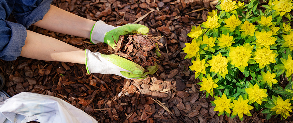 A woman is adding mulch to a beautiful flower bed in Atlanta, GA.