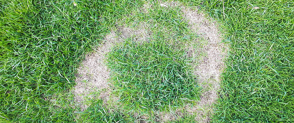 Necrotic ring spot lawn disease in need of treatment on a property in Sandy Springs, GA. 