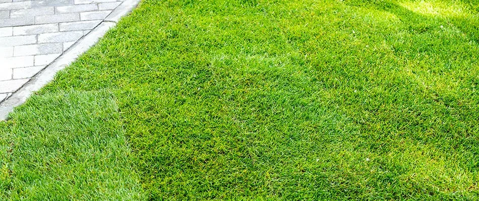 Sod installed for a lawn in Atlanta, GA.