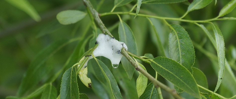 A spittlebug's foam left behind on a plant stem on our potential client's property in Brookhaven, GA.