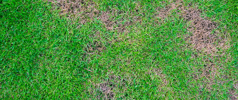 Summer patch lawn disease on a property in Buckhead, GA.