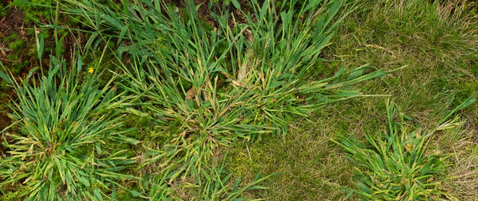 Strong weeds growing through a fertilized lawn in Sandy Springs, GA.