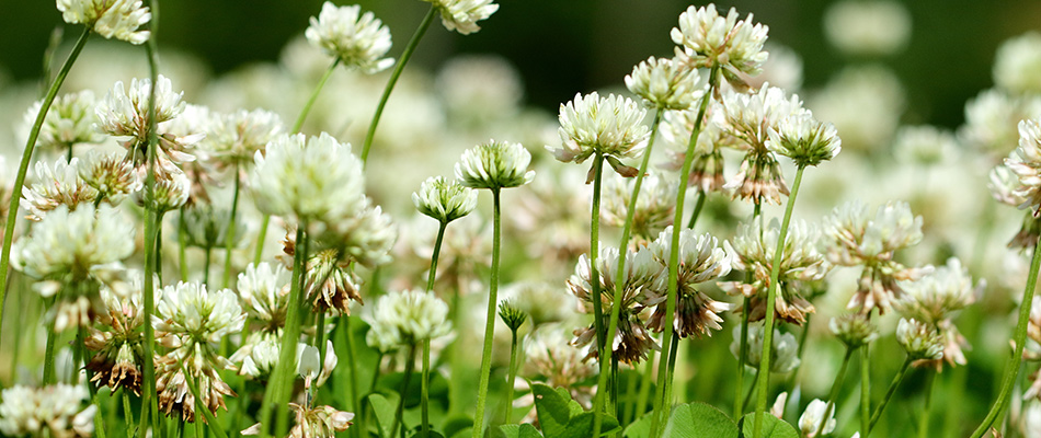 White clover weeds in a lawn in Milton, GA.